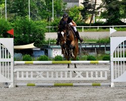 jumper Paso Doble 48 (German Sport Horse, 2016, from Pessoa VDL)