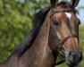 jumper Hoppetossa (Swedish Warmblood, 2016, from Hip Hop)