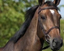 Springpferd Hoppetossa (Schwedisches Warmblut, 2016, von Hip Hop)