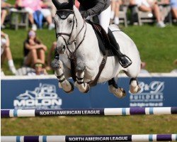 jumper Krack GLN (KWPN (Royal Dutch Sporthorse), 2015, from Clinton)