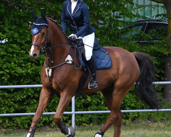jumper Cantano 38 (German Sport Horse, 2016, from Casskeni II)