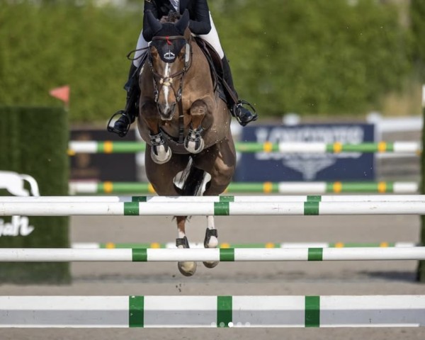 broodmare Etoile de La Roche (Selle Français, 2014, from Qlassic Bois Margot)