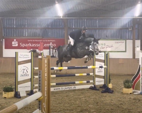 Springpferd Mallacoota Wvs (Oldenburger Springpferd, 2018, von Million Dollar)