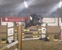 jumper Mallacoota Wvs (Oldenburg show jumper, 2018, from Million Dollar)