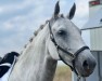 Dressurpferd Hulapalu 25 (Lipizzaner, 2017)