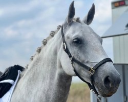 dressage horse Hulapalu 25 (Lipizzaner, 2017)