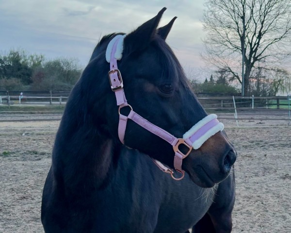 dressage horse Donnabella 6 (German Riding Pony, 2004, from Dicky-Bow)