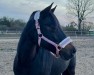 dressage horse Donnabella 6 (German Riding Pony, 2004, from Dicky-Bow)
