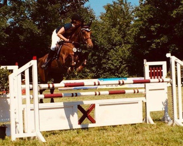 broodmare Shalima R (Hanoverian, 2010, from Stakkato)
