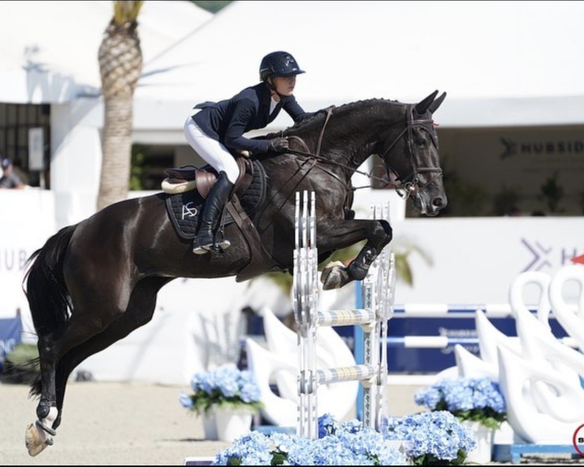 Springpferd Bali de L Heribus (Belgium Sporthorse, 2007, von Vigo d'Arsouilles)