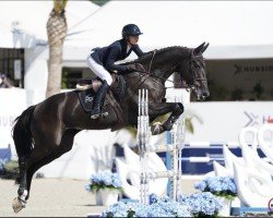 jumper Bali de L Heribus (Belgium Sporthorse, 2007, from Vigo d'Arsouilles)
