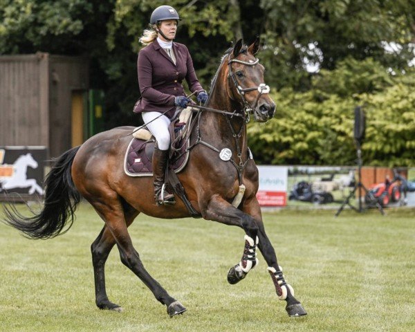 jumper Chamiro B (Westphalian, 2017, from Chaman)