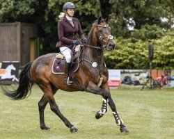 jumper Chamiro B (Westphalian, 2017, from Chaman)