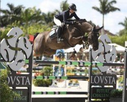 jumper Spirit D'Intro Z (Zangersheide riding horse, 2013, from Stakkato)