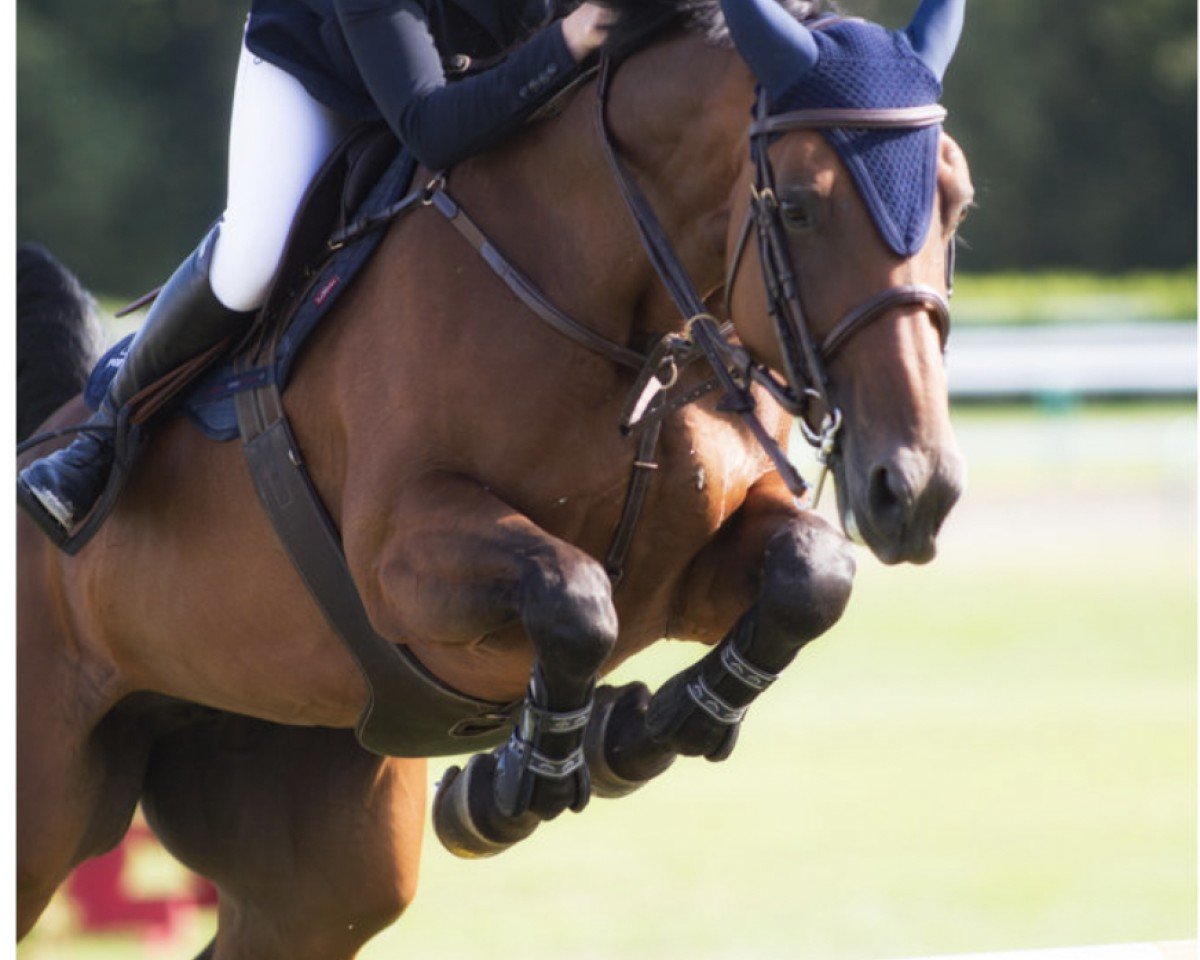 jumper Tylientje Z (Zangersheide riding horse, 2011, from Tyson)