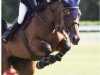 jumper Tylientje Z (Zangersheide riding horse, 2011, from Tyson)