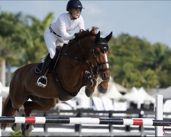 jumper I Am HDH (KWPN (Royal Dutch Sporthorse), 2013, from Cream On Top)