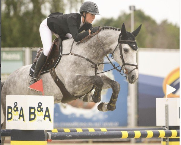 jumper Isis (KWPN (Royal Dutch Sporthorse), 2013, from Bodubai)