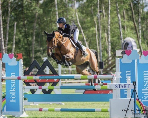 Springpferd Francis BJ (Schwedisches Warmblut, 2013, von Bravour)