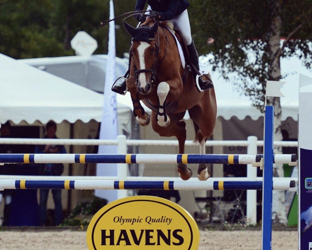 jumper Two Sides Off Lowe (Swedish Warmblood, 2012, from Balou du Rouet)