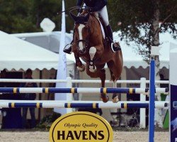 jumper Two Sides Off Lowe (Swedish Warmblood, 2012, from Balou du Rouet)