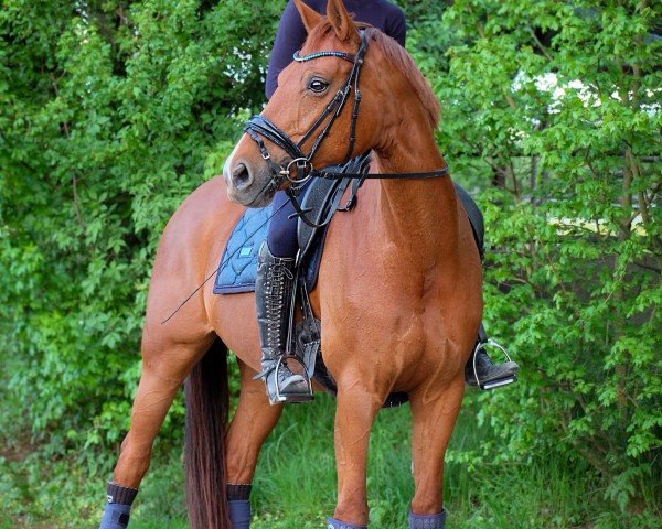 Dressurpferd Timanas Dancing Lady B (Deutsches Sportpferd, 2016, von Damon Cello)