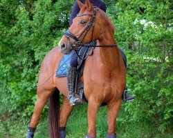 dressage horse Timanas Dancing Lady B (German Sport Horse, 2016, from Damon Cello)