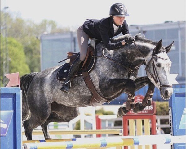 jumper Color Me Grey ASM Z (Zangersheide riding horse, 2011, from Cicero Z van Paemel)