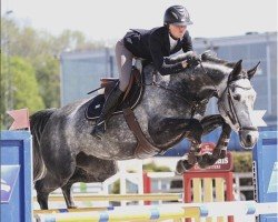 jumper Color Me Grey ASM Z (Zangersheide riding horse, 2011, from Cicero Z van Paemel)
