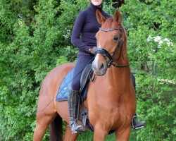 Dressurpferd Timanas Dancing Lady B (Deutsches Sportpferd, 2016, von Damon Cello)