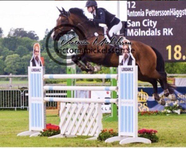 Pferd San City (Schwedisches Warmblut, 2004, von VDL Cardento 933)