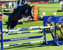 Springpferd Azur Z (Zangersheide Reitpferd, 2017, von Asca Z)