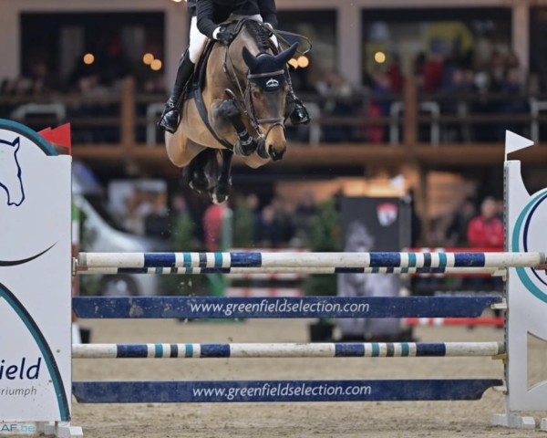 stallion Haschich D'Albain (Selle Français, 2017, from Canabis D'Albain)