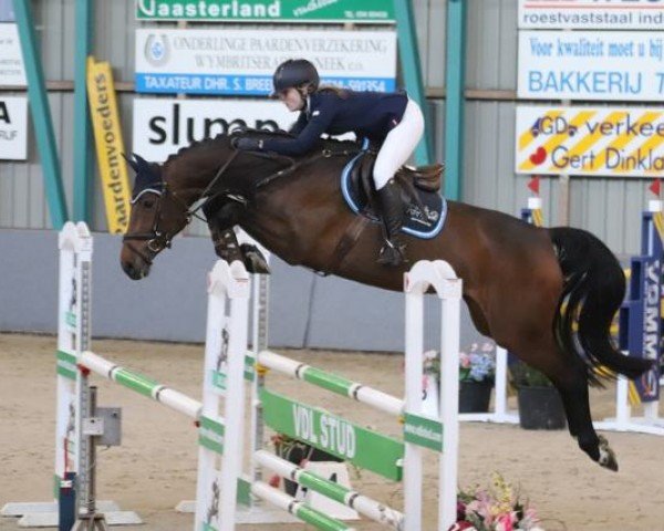 Springpferd Jeetjemina (KWPN (Niederländisches Warmblut), 2014, von VDL Harley)