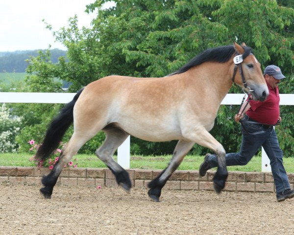 broodmare Hedda (Rhenish-German Cold-Blood, 2012, from Udo)