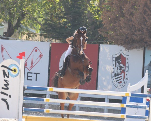 jumper Zalando 16 (German Sport Horse, 2017, from Zaccorado Blue)