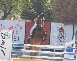 jumper Zalando 16 (German Sport Horse, 2017, from Zaccorado Blue)