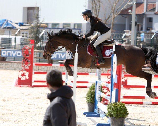 Springpferd Dorina H (KWPN (Niederländisches Warmblut), 2008, von Verdi)