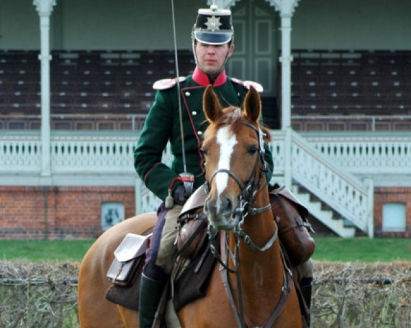 broodmare Honora (Trakehner,  , from Pamir ox)