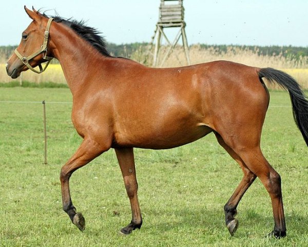 broodmare Bless me Mary (Trakehner, 2012, from Pamir ox)