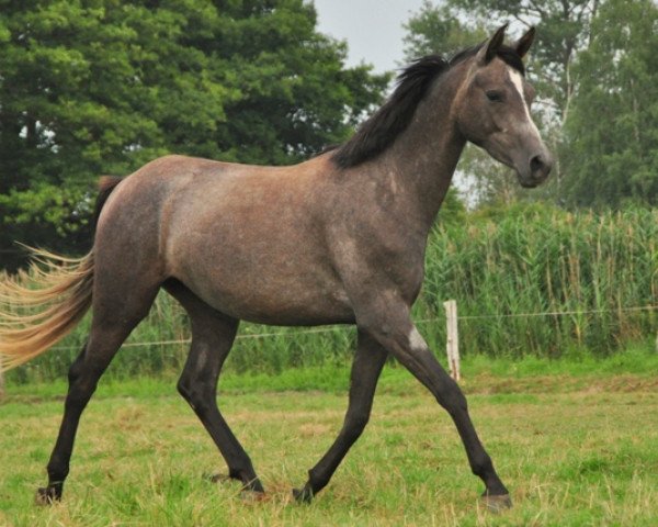 Zuchtstute Hippolyta (Trakehner, 2012, von Pamir ox)