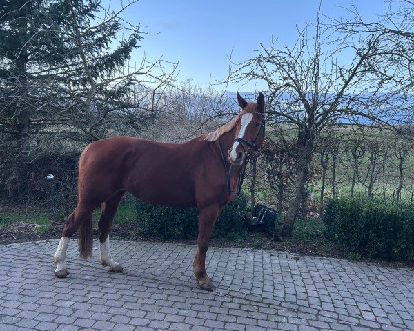 jumper Crazy Clais G (Hanoverian, 2014, from Crazy true Colour)