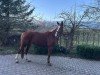 jumper Crazy Clais G (Hanoverian, 2014, from Crazy true Colour)