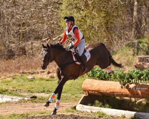 jumper Milana 23 (UK Warmblood, 2004, from Medoc)