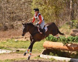 Springpferd Milana 23 (Großbritannien Warmblut, 2004, von Medoc)