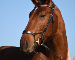 jumper Irish Pub Z (Zangersheide riding horse, 2017, from Irish Wisky)