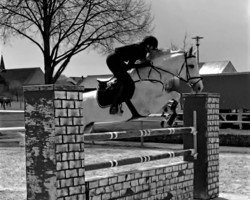stallion Costolany 3 (Bavarian, 2008, from Cassini II)