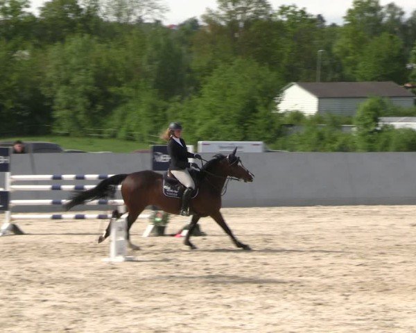 Reitturnier Zwickau 2025