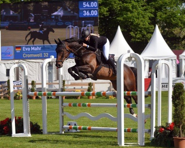 jumper Cromwell 32 (Bavarian, 2008, from Chacco-Blue)