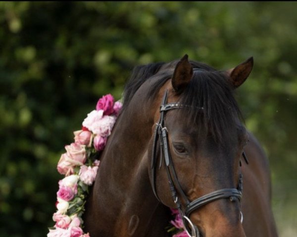 dressage horse Daimler One (Oldenburg, 2001, from Dormello)